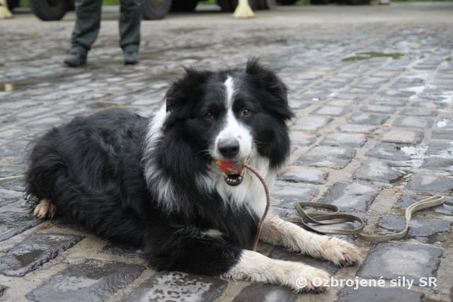 Majstrovstvá Slovenska v špeciálnej kynológii