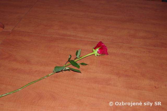 Medzinárodný deň žien u shdo