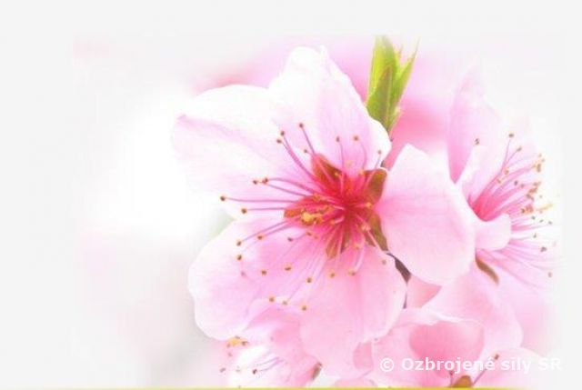 Milé vojačky, zamestnankyne,