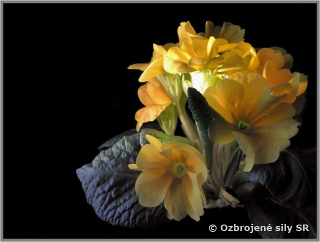 Medzinárodný deň žien u 2.mb