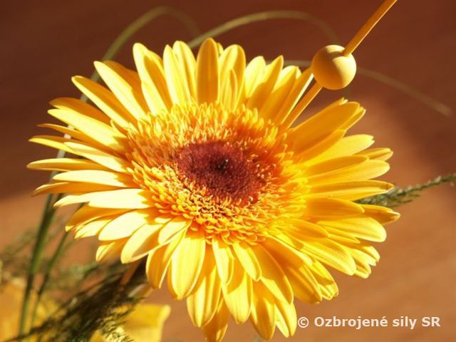 Úcta k ženám – MDŽ v prápore výcviku Martin