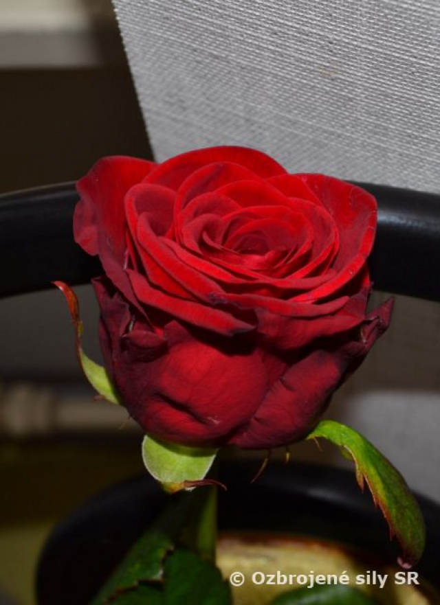 Medzinárodný deň žien na prešovskom krídle