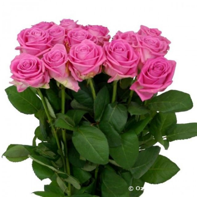 Ruže pre príslušníčky levického práporu