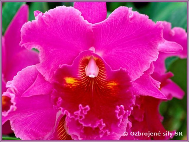 Sviatok žien za bránami kasární