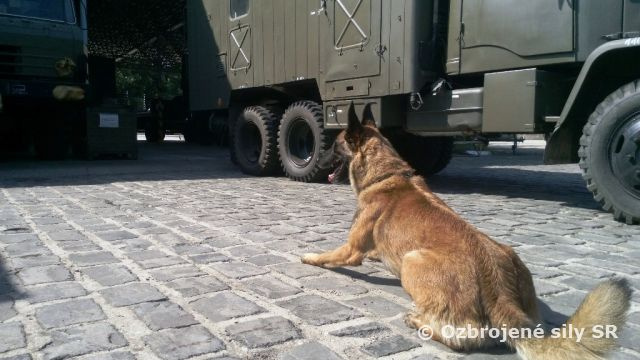 Majstrovstvá Slovenska v špeciálnej kynológii