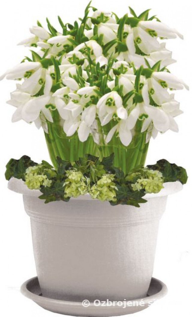 Vážené kolegyne, milé ženy,