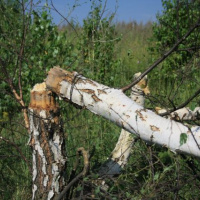 Úspešná previerka Michalovčanov v Lešti